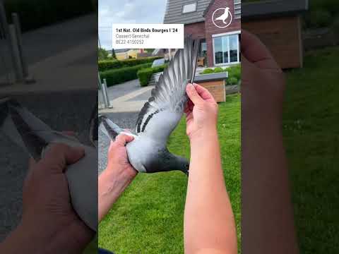 1st Nat. Old Birds Bourges I ‘24 Casaert-Senechal BE22-4150252 #pigeons #racingpigeons