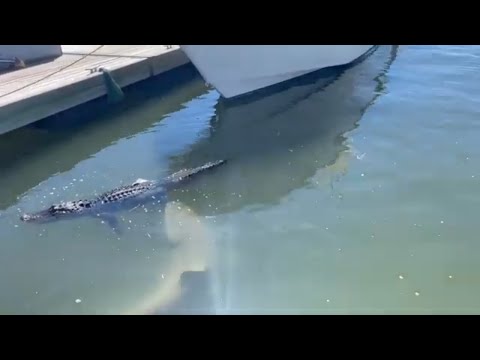 Tourist Captures Shark Biting Alligator's Foot in South Carolina