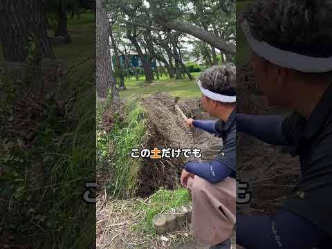 プランター用の花 マリーのハート サンシェード