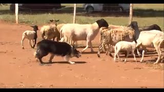 Miniatura do vídeo