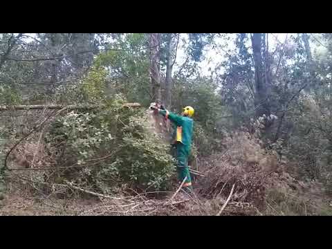 Počela sječa stabala na Marjanu