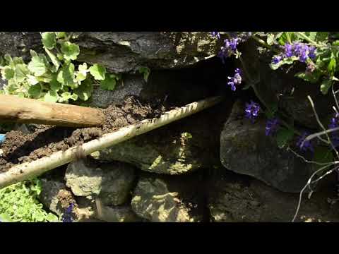 Rock wall crevice planting