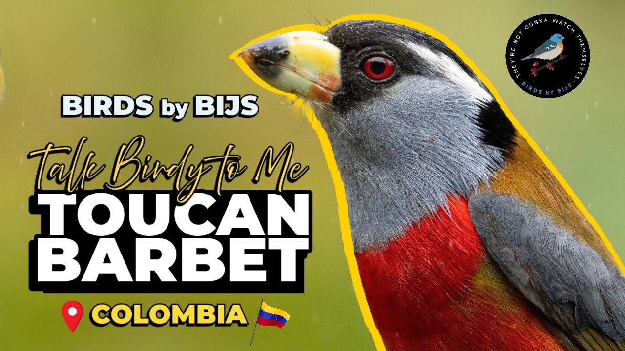 Toucan Barbet - BIRDS by BIJS - Birding Colombia
