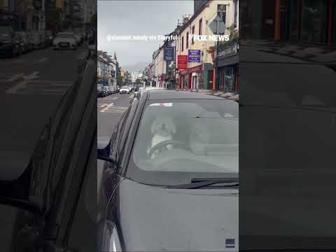 Impatient dog LAYS ON CAR HORN #foxnews #news #us #fox