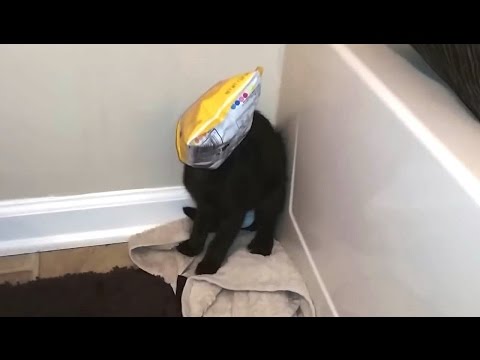 Cats Getting Stuck in Things