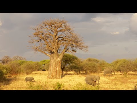 Elephants around the Baobab tree