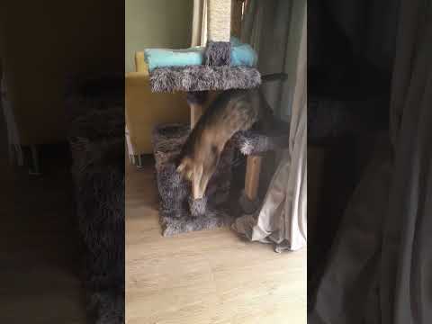 Theodora explores #cat #catlover