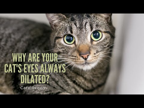 Reasons Why Your Cat's Eyes Are Always Dilated