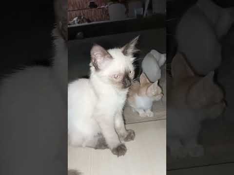 Adoção responsável Povoado alto da madeira, jacaré dos homens Alagoas, NÃO COMPREM ADOTEM!!