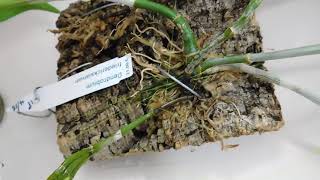 I'm fertilising my orchids with rain water and calcium, (apologies I refer to tap water)