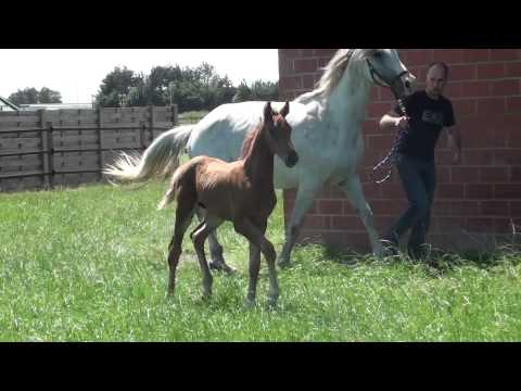 colt vivaldi x donnerhall2013