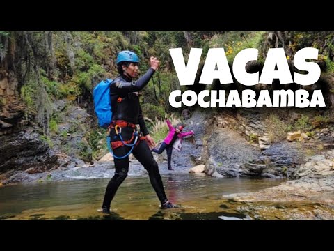 VACAS / COCHABAMBA