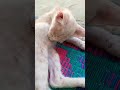 Kitten Licking His Belly 1mviews Rjkkafridi Catvideos Catlover Lick Kitten Meow Belly