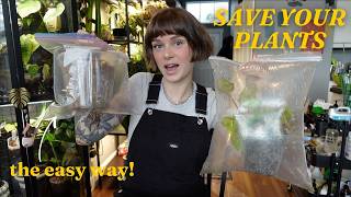 the ziploc bag method 🪴 easy way to rescue, root, and rehab your plants