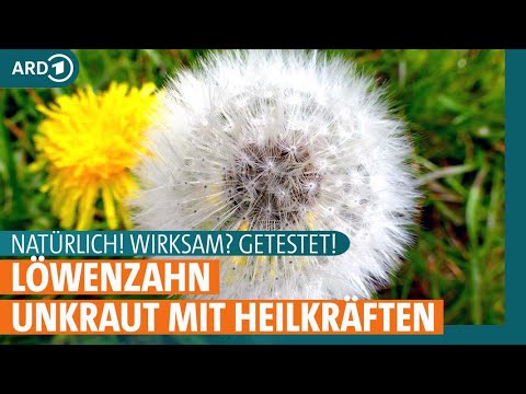 Löwenzahn: Welche Wirkung hat die gesunde Heilpflanze? | Natürlich! Wirksam? Getestet! | ARD Gesund