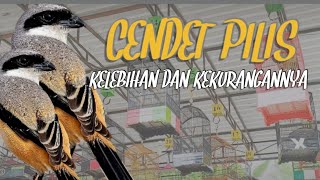 Download lagu Kelebihan Dan Kekurangan CENDET PILIS mp3