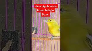 Download lagu Sirtu Cipoh Muda Hutan Belajar Bunyi#s #sirtugacor #shorts mp3 Download lagu Sirtu Cipoh Muda Hutan Belajar Bunyi#s #sirtugacor #shorts mp3