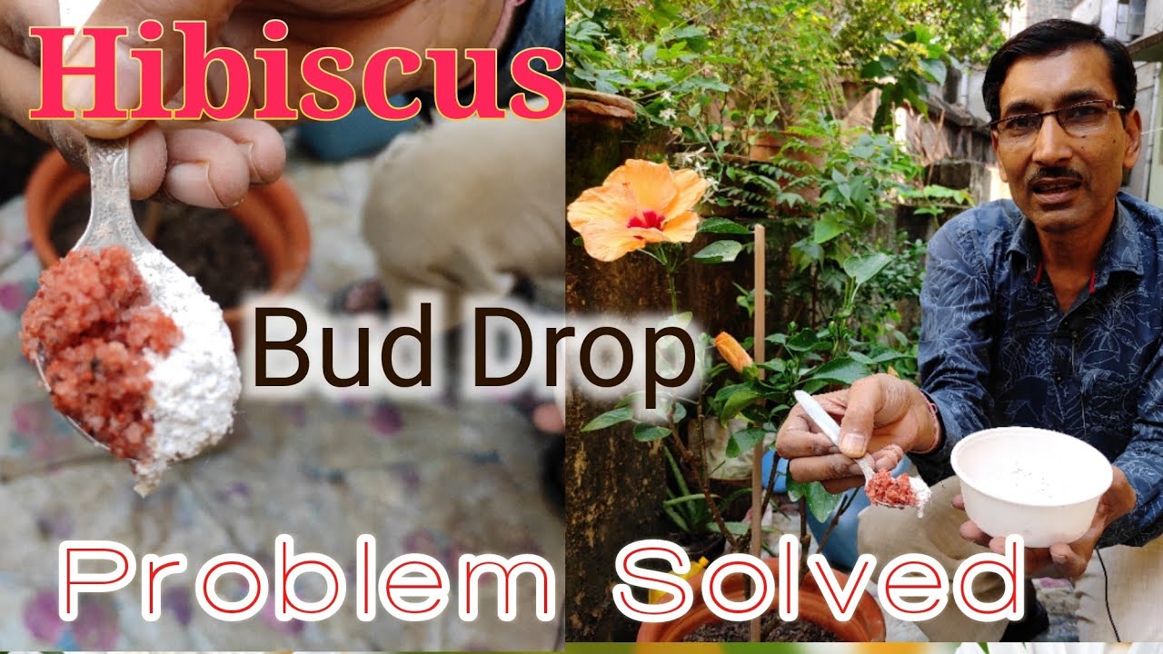Hibiscus flowers Bud Drop Problem Solved / 5 major Reasons and their Solutions - YouTube