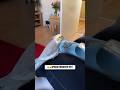 Iphone Ringtone Bird Shorts Viralshorts Birdsounds Parrot