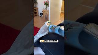 Download lagu 😂😍 nada dering iphone burung #shorts #viralshorts #birdsounds #parrot mp3