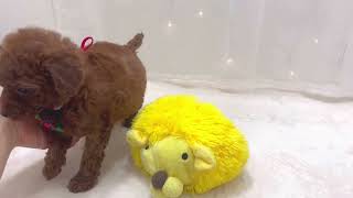 トイプードルの動画01