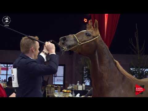 N.129 PSYCHECLONE - Lier 2018 - Senior Geldings Championship (Class 16)