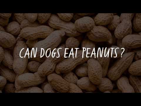 download lagu mp3 mp4 Can You Feed Dogs Peanuts, download lagu Can You Feed Dogs Peanuts gratis, unduh video klip Can You Feed Dogs Peanuts