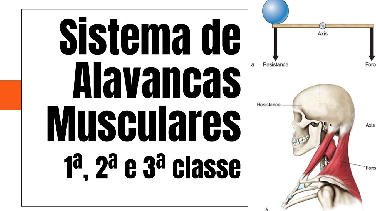 Sistema de Alavancas Musculares - Primeira, Segunda e Terceira classe