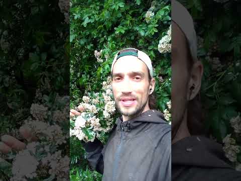 Essbare Natur - Der Weißdorn