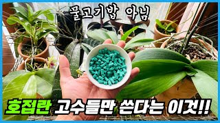 호접란 잎 두배 키운 이것의 정체?? 꽃까지 주렁주렁!!