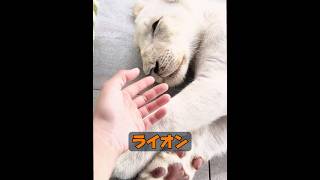 ライオンって獰猛な獣じゃないの？ #animals #動物プロダクション #動物 #癒し #自然