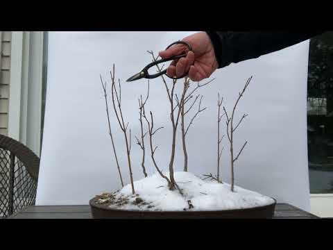 Jan 2022 - maple bonsai pruning