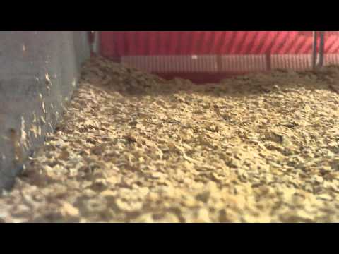 Mjölmask odling  (bubblor)