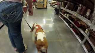 preview picture of video 'Basset Hound Puppy takes a trip to Lowe's  Home Improvement Store'