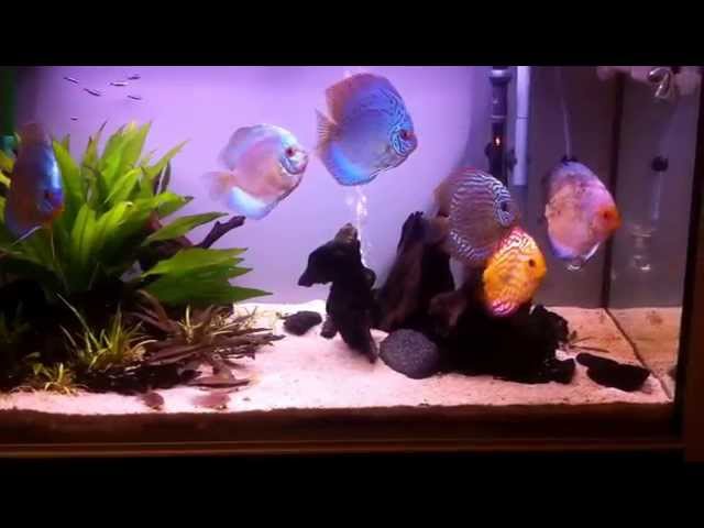 My brother discus fish tank