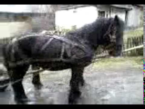 Manji 1 an si 9 luni(mihai urisiu) 1.mp4