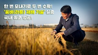 물 한 번 대고 ‘두 번 수확’? ???? #빠르미 #움벼 #움벼_재배 #스마트농업 #지속가능한_미래 #충청…