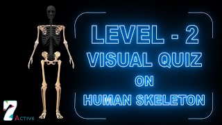 Skeletal System Level 02