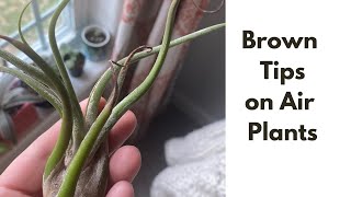 Episode 22: Air Plants: Quick Tip About Brown Tips