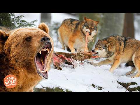 Diese Raubtiere regieren die Wälder Europas: Unter Bären und Wölfen! | Doku