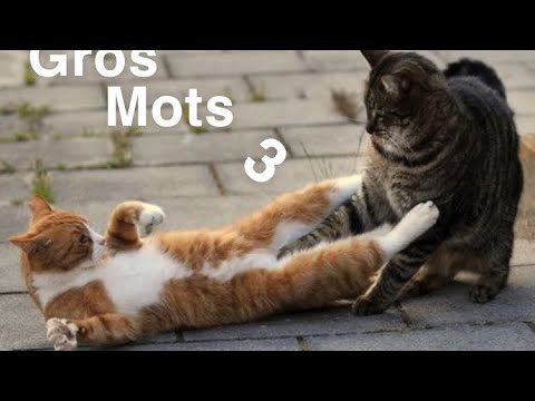 Gros mots 2 parodie de chat