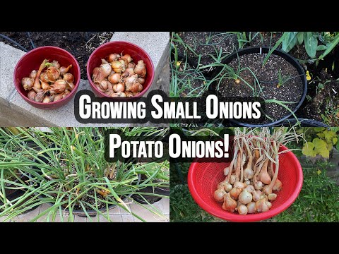 Growing Onion From Sets How To Grow Great Onions
