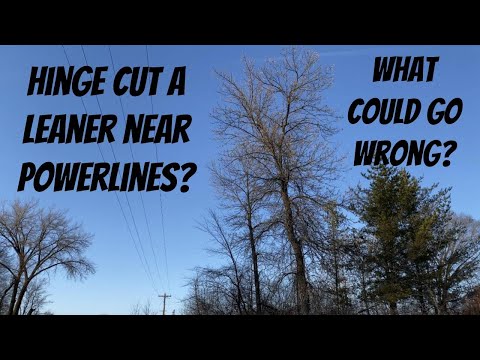 HINGE CUT BEDDING AREA: 25 Yards from the road?!? Part 1