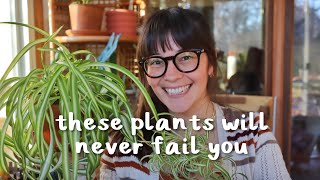 My Tried and True Houseplants | plants that have never failed me