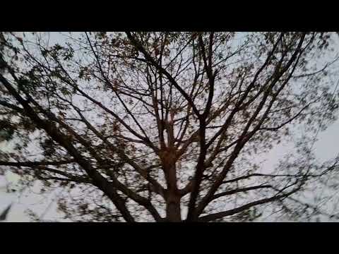 Shimul tree🌳🌳🌳🌲🌲🌴🌴🌱🌱🌿🍃🍃#nature #beautifulnature #garden