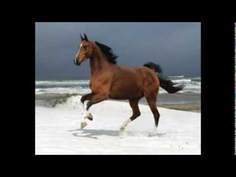 , title : 'Život koně Persivalda (The life of horse Persivald)'