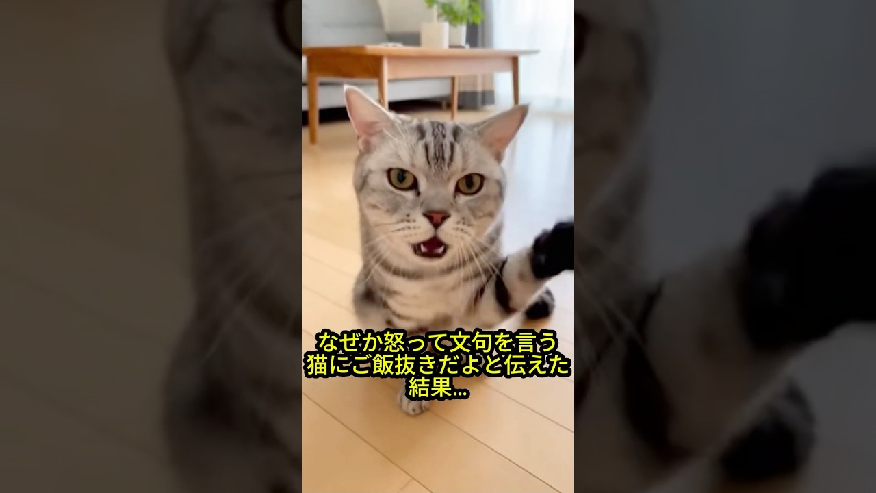 【激おこ】なぜか怒って文句を言う猫に「ご飯抜きだよ」と伝えた結果…分かりやすく絶望するw