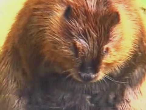 Nationalpark Bayrischer Wald