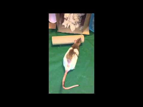 How to Train your Rat to Fetch a Spool (the Mr. Jingles trick)