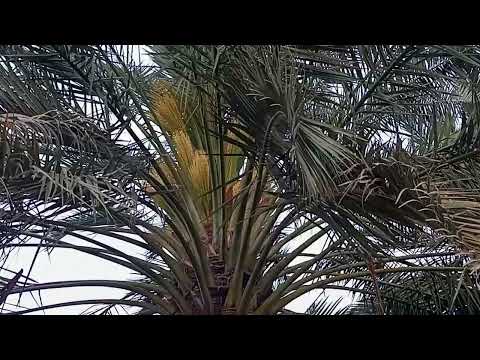 Gandam ki fasal | Karka ji pokh |with Naeem #nature #trending #firstvlog